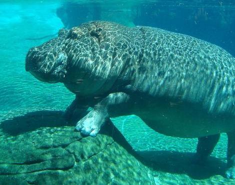 Hippo under water